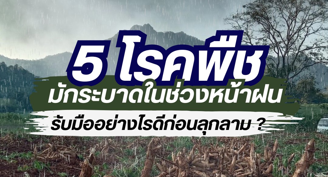 แปลงมันสำปะหลังในช่วงฝนตก ประกอบบทความโรคพืชหน้าฝน