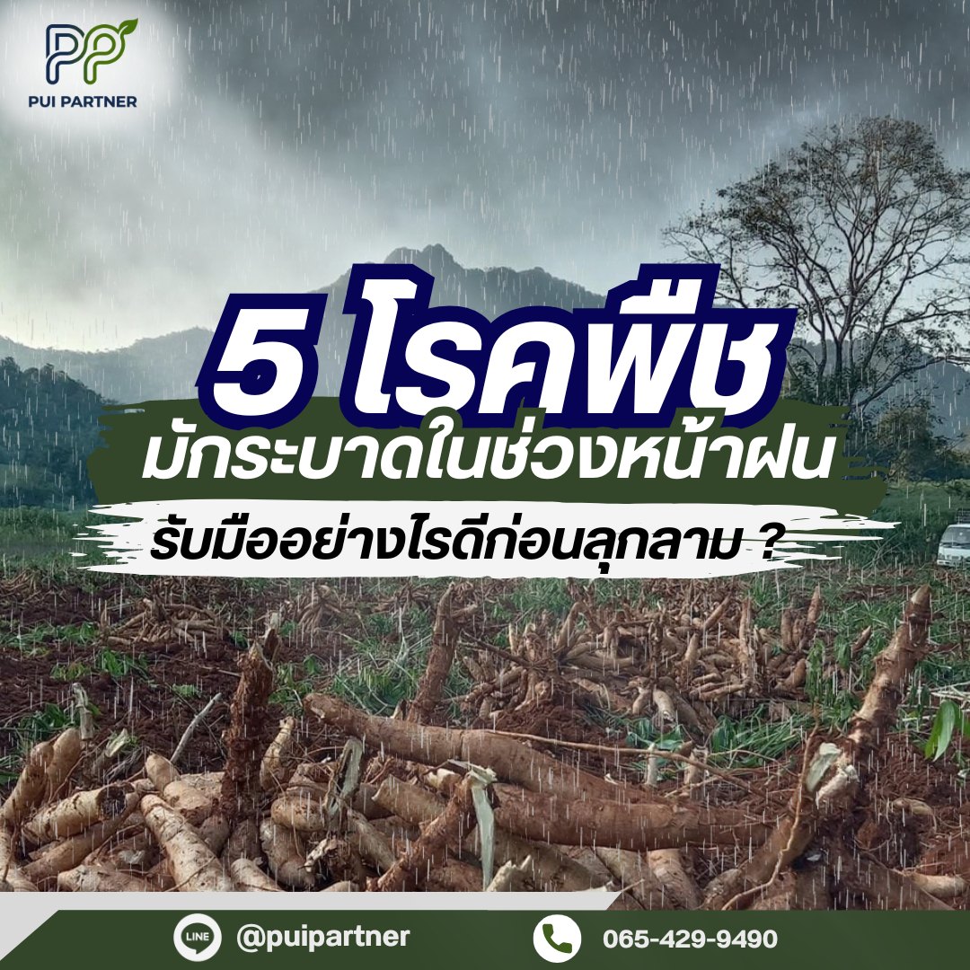 แปลงมันสำปะหลังในช่วงฝนตกหนัก ประกอบบทความ 5 โรคพืชที่มักระบาดในช่วงหน้าฝน